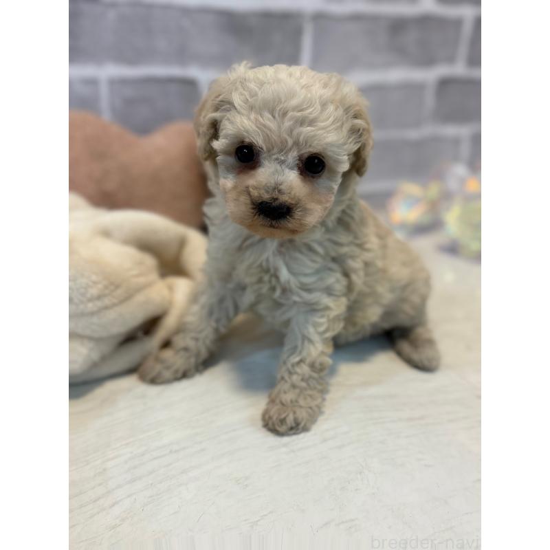 販売中の東京都のトイプードル-430464の6枚目