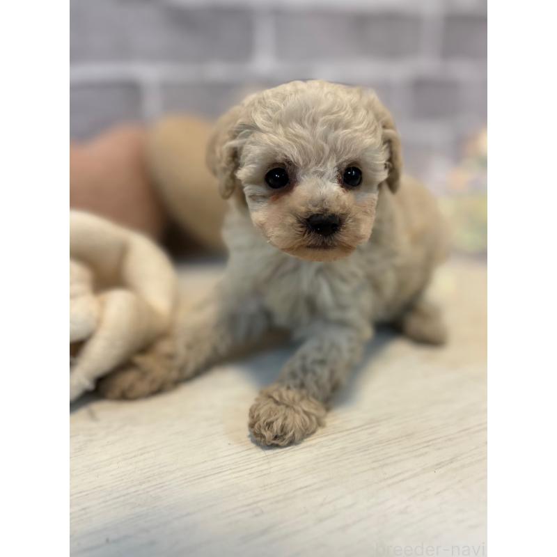 販売中の東京都のトイプードル-430464の5枚目