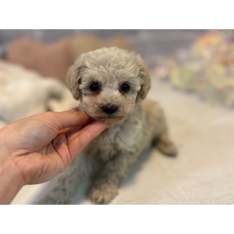 販売中の東京都のトイプードル-430464の4枚目