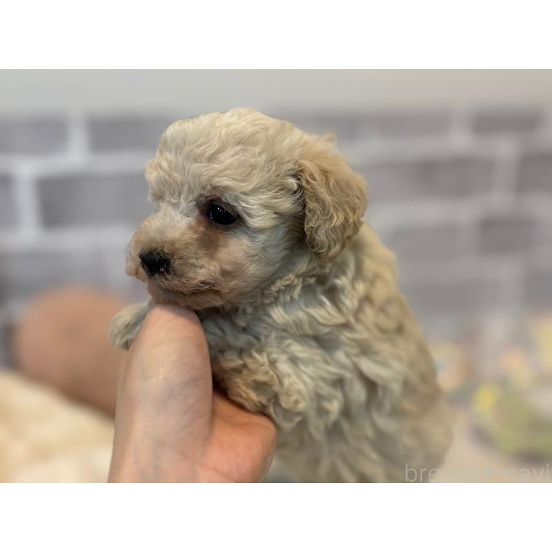 販売中の東京都のトイプードル-430464の3枚目