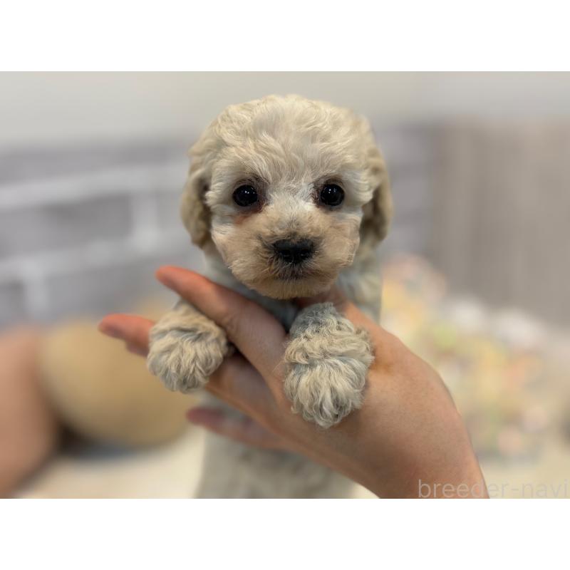 販売中の東京都のトイプードル-430464の2枚目