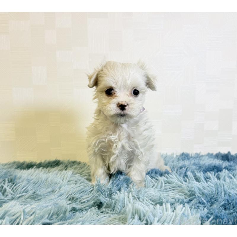 販売中の埼玉県のマルチーズ-426482の2枚目