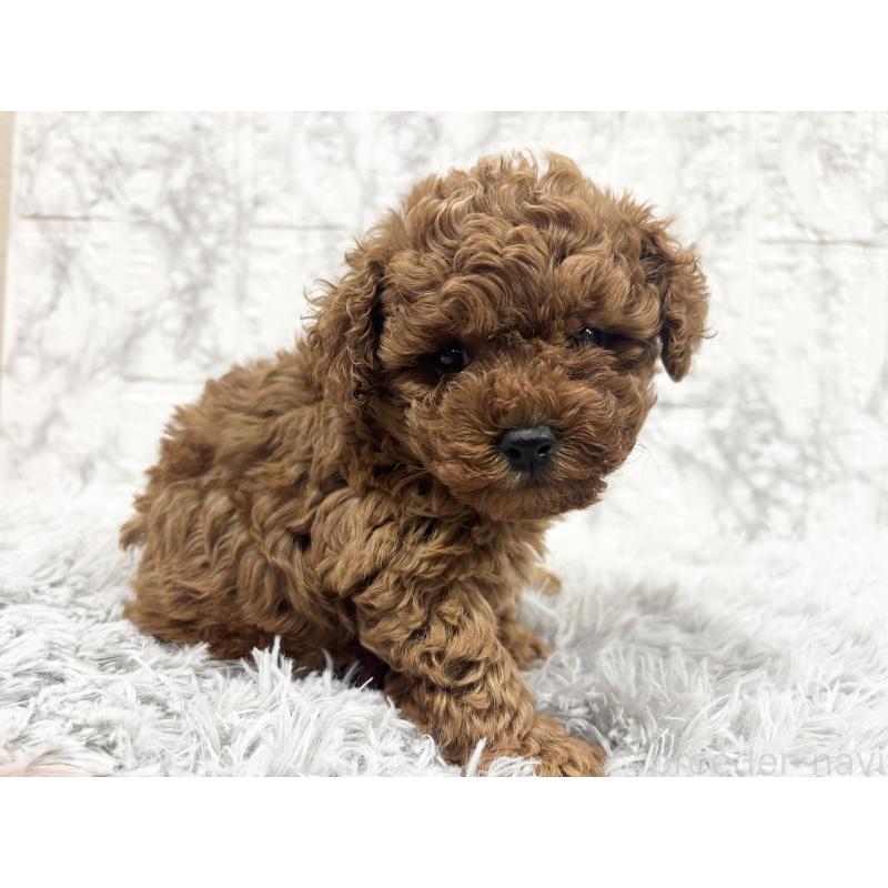 販売中の沖縄県のトイプードル-430467の4枚目