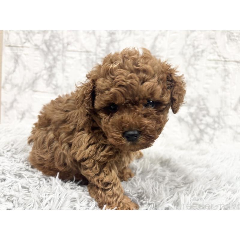 販売中の沖縄県のトイプードル-430467の3枚目