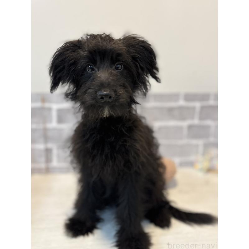 販売中の東京都のミックス犬-408786の2枚目