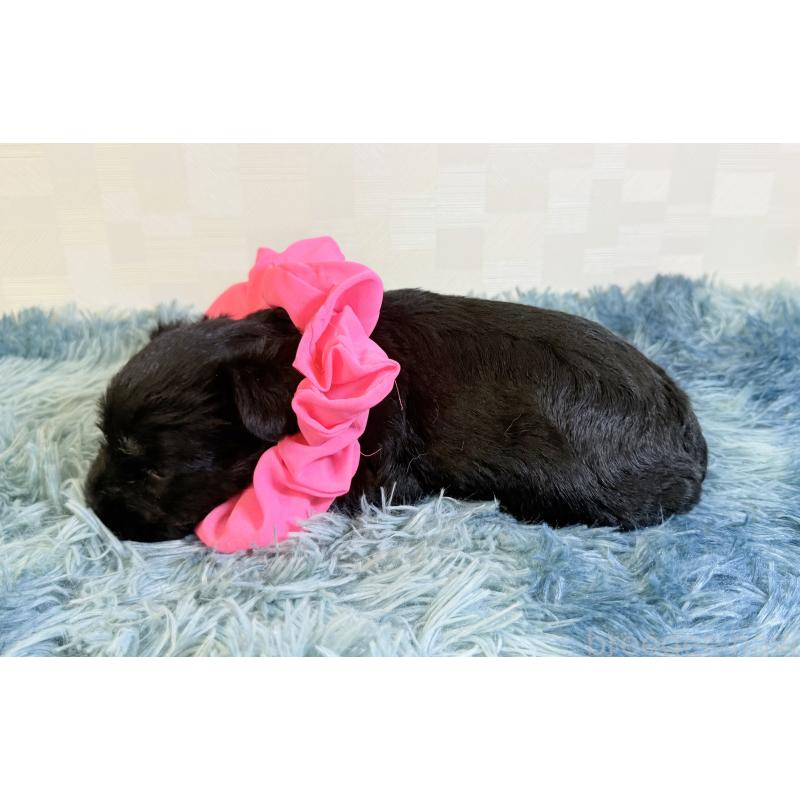 成約済の埼玉県のミニチュアシュナウザー-429334の4枚目