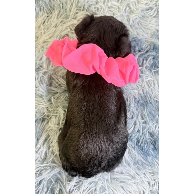 成約済の埼玉県のミニチュアシュナウザー-429334の3枚目