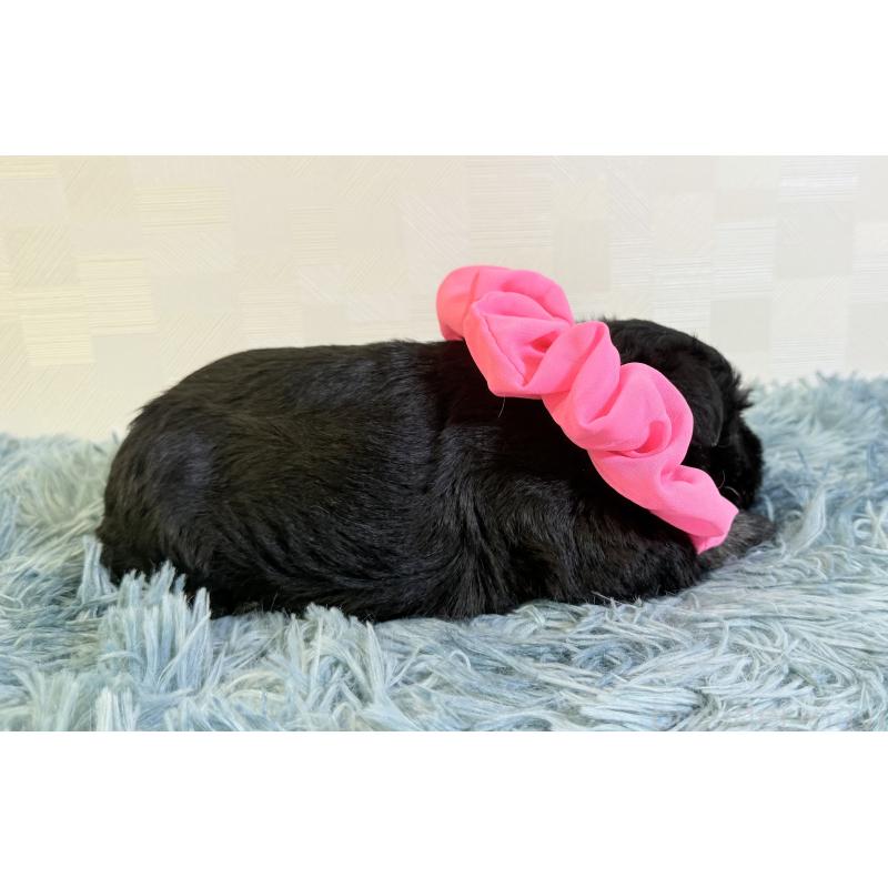 成約済の埼玉県のミニチュアシュナウザー-429334の2枚目