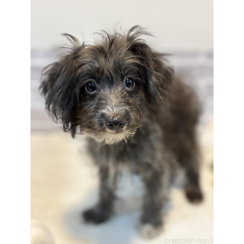 販売中の東京都のミックス犬-408784の3枚目