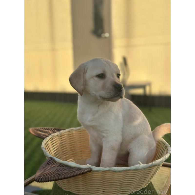 販売中の栃木県のラブラドールレトリーバー-430468の8枚目