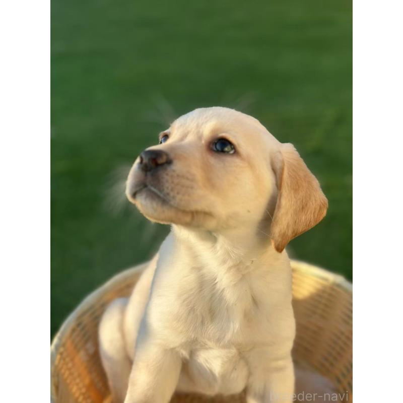 販売中の栃木県のラブラドールレトリーバー-430468の7枚目