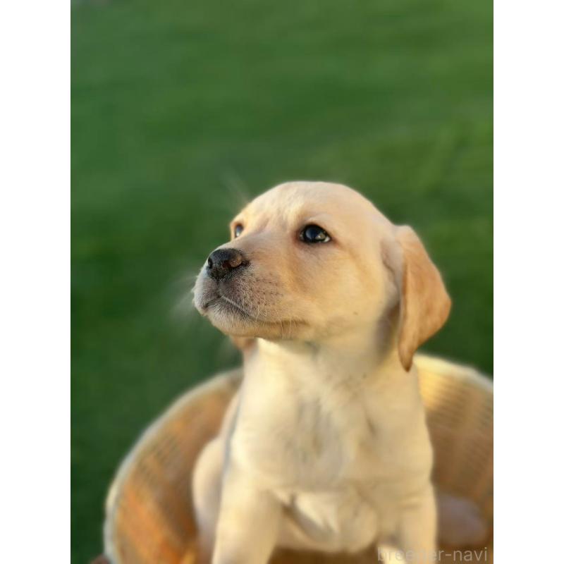 販売中の栃木県のラブラドールレトリーバー-430468の6枚目