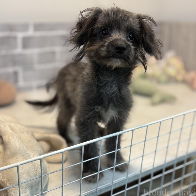 販売中の東京都のミックス犬-408785の7枚目