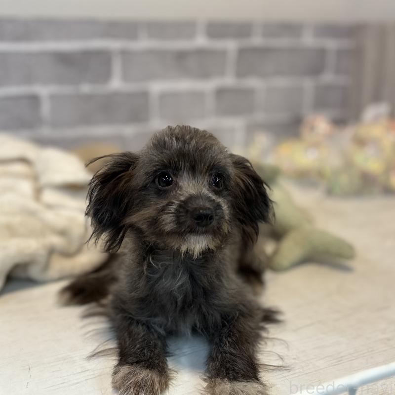 販売中の東京都のミックス犬-408785の6枚目