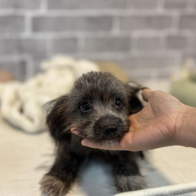 販売中の東京都のミックス犬-408785の5枚目