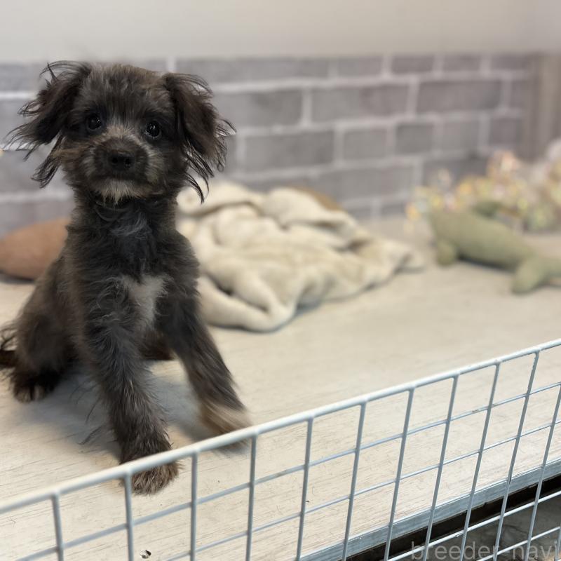 販売中の東京都のミックス犬-408785の4枚目