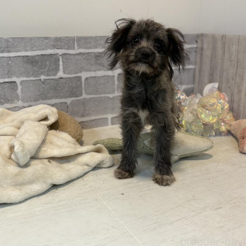 販売中の東京都のミックス犬-408785の2枚目