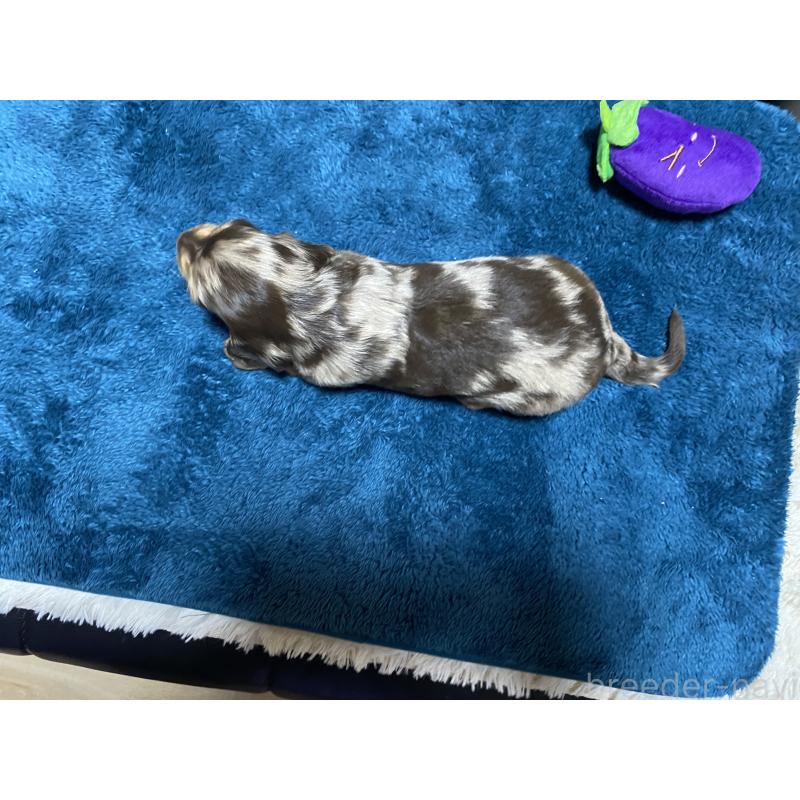 販売中の岐阜県のミニチュアダックスフンド(ロングヘアード)-429421の20枚目