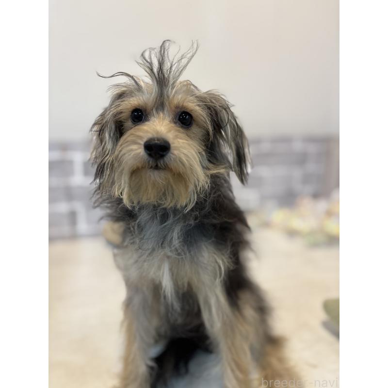 販売中の東京都のヨープー:ヨークシャーテリア×トイプードル-388926の4枚目