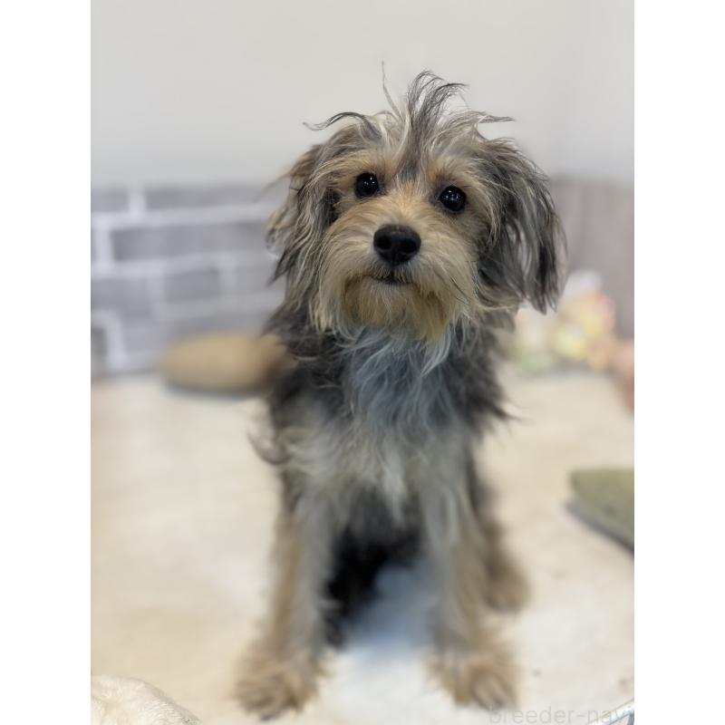 販売中の東京都のヨープー:ヨークシャーテリア×トイプードル-388926の3枚目
