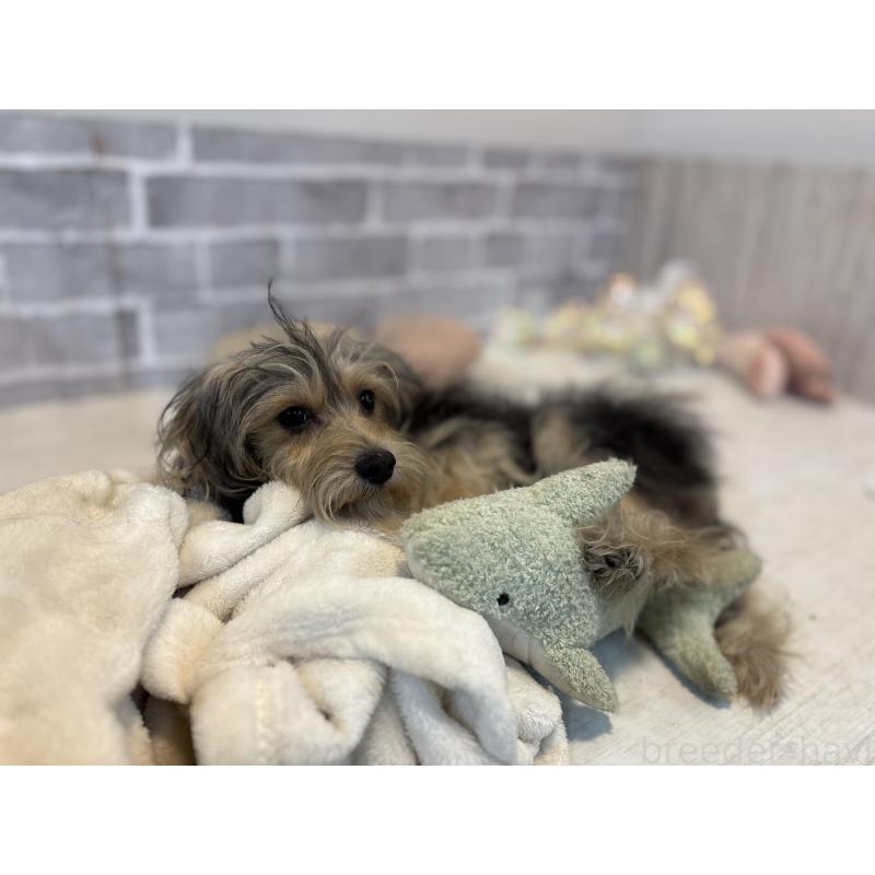 販売中の東京都のヨープー:ヨークシャーテリア×トイプードル-388926の2枚目