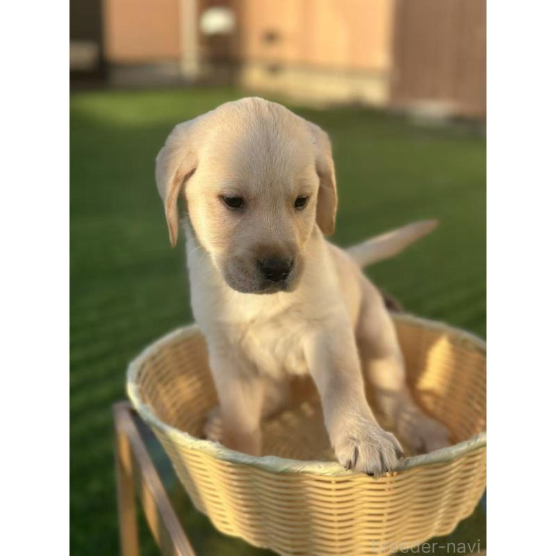 販売中の栃木県のラブラドールレトリーバー-430470の10枚目