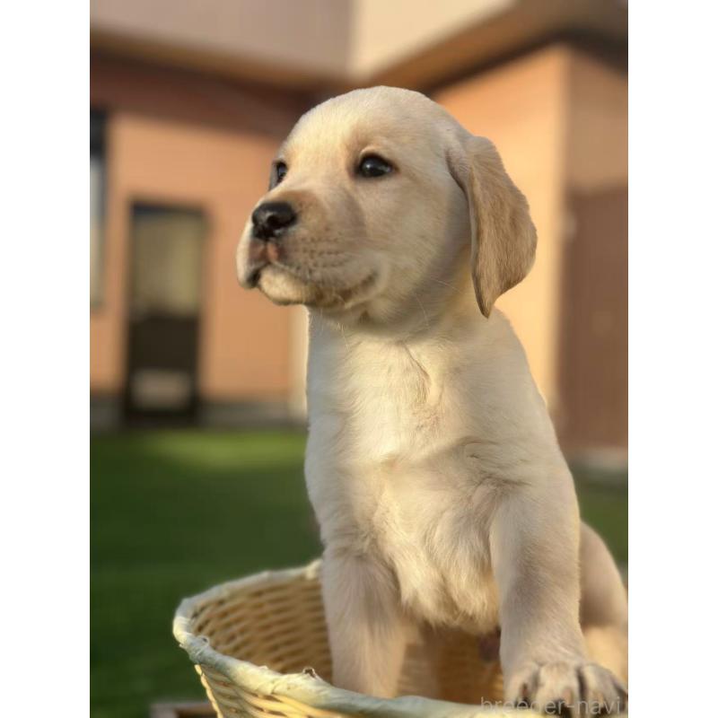 販売中の栃木県のラブラドールレトリーバー-430470の9枚目