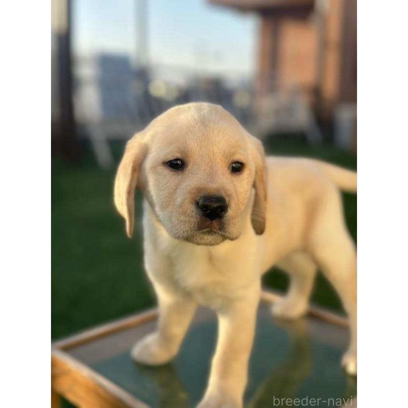 販売中の栃木県のラブラドールレトリーバー-430470の7枚目