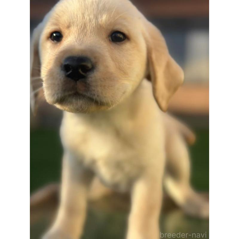 販売中の栃木県のラブラドールレトリーバー-430470の3枚目