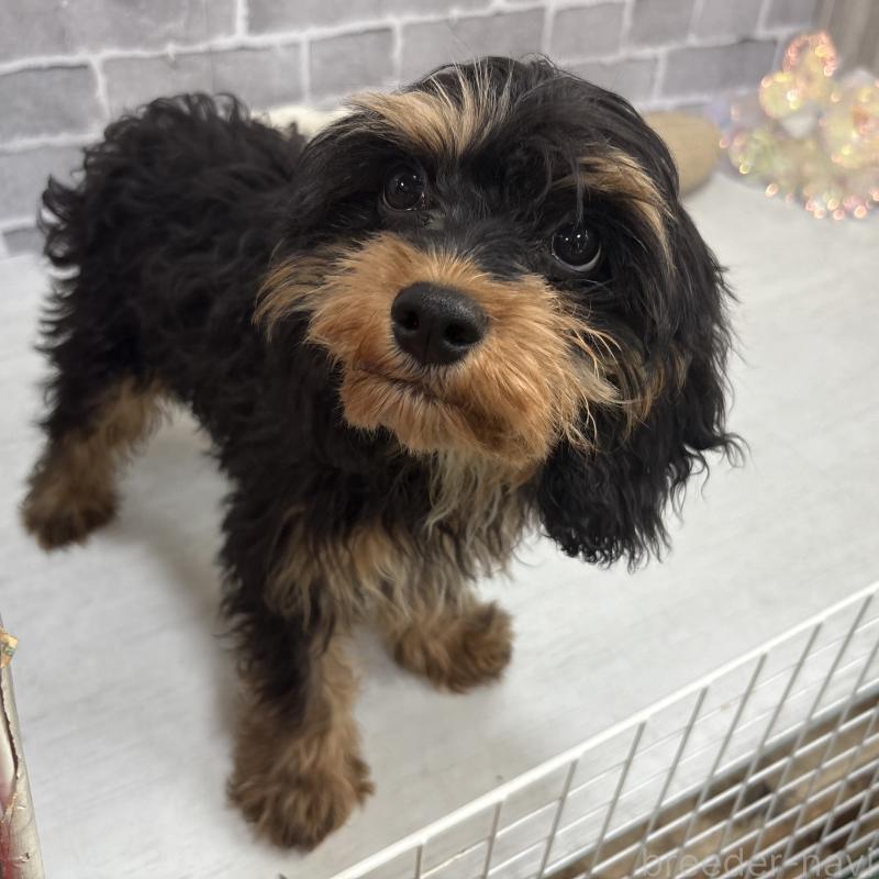 販売中の東京都のキャバプー:キャバリア×トイプードル-408776の11枚目