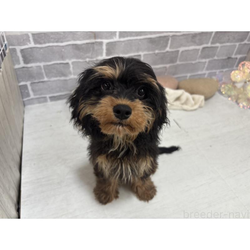 販売中の東京都のキャバプー:キャバリア×トイプードル-408776の10枚目