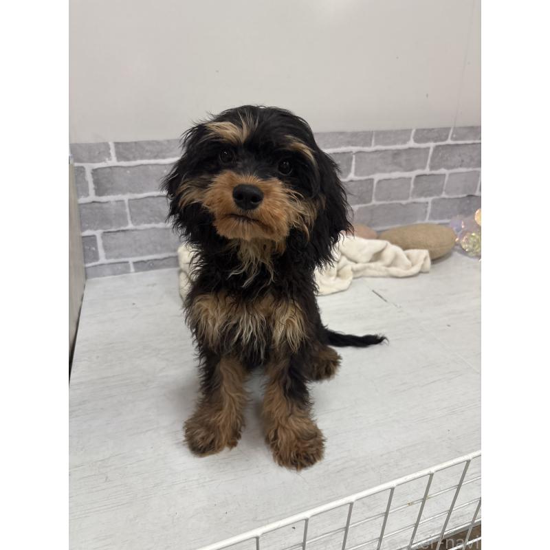 販売中の東京都のキャバプー:キャバリア×トイプードル-408776の9枚目