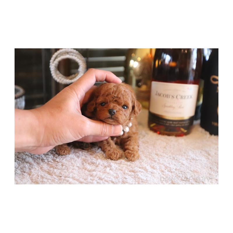 販売中の埼玉県のタイニープードル-430471の1枚目