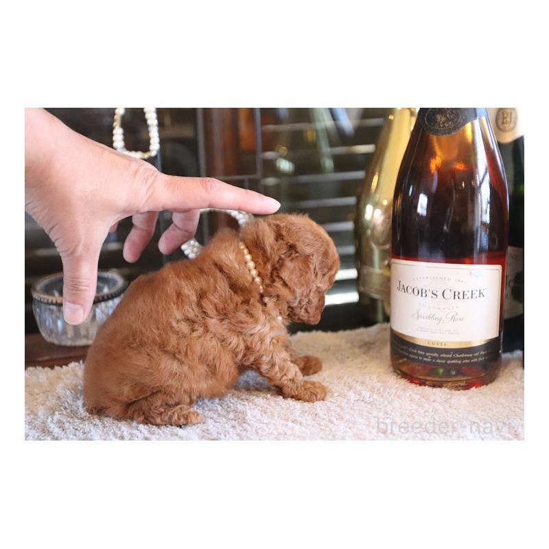 販売中の埼玉県のタイニープードル-430471の2枚目