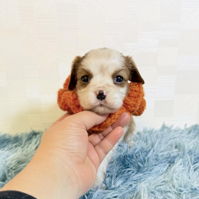 販売中の埼玉県のキャバリアキングチャールズスパニエル-429381