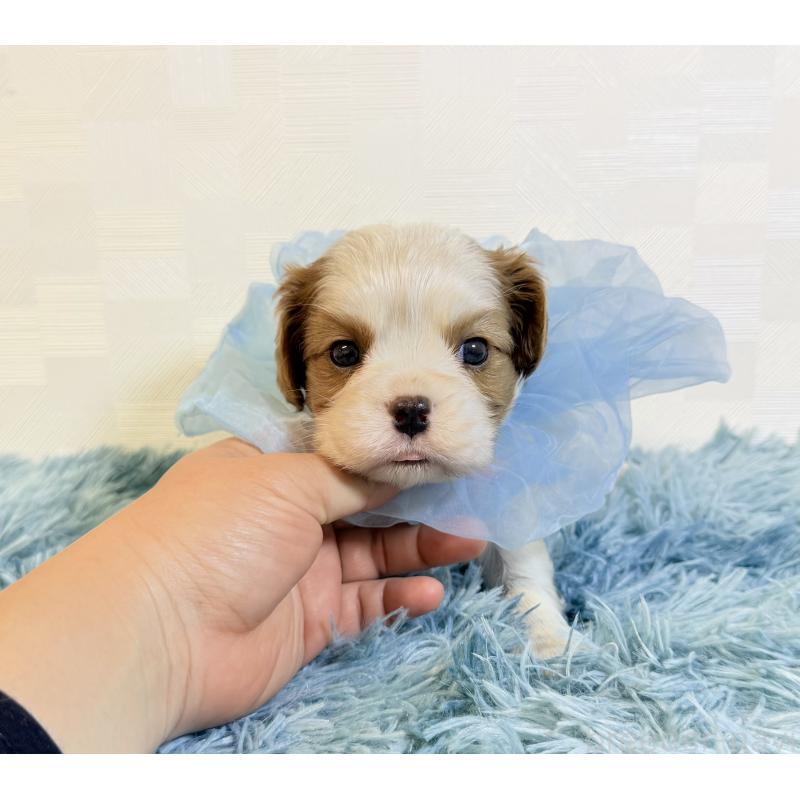 成約済の埼玉県のキャバリアキングチャールズスパニエル-429385の5枚目