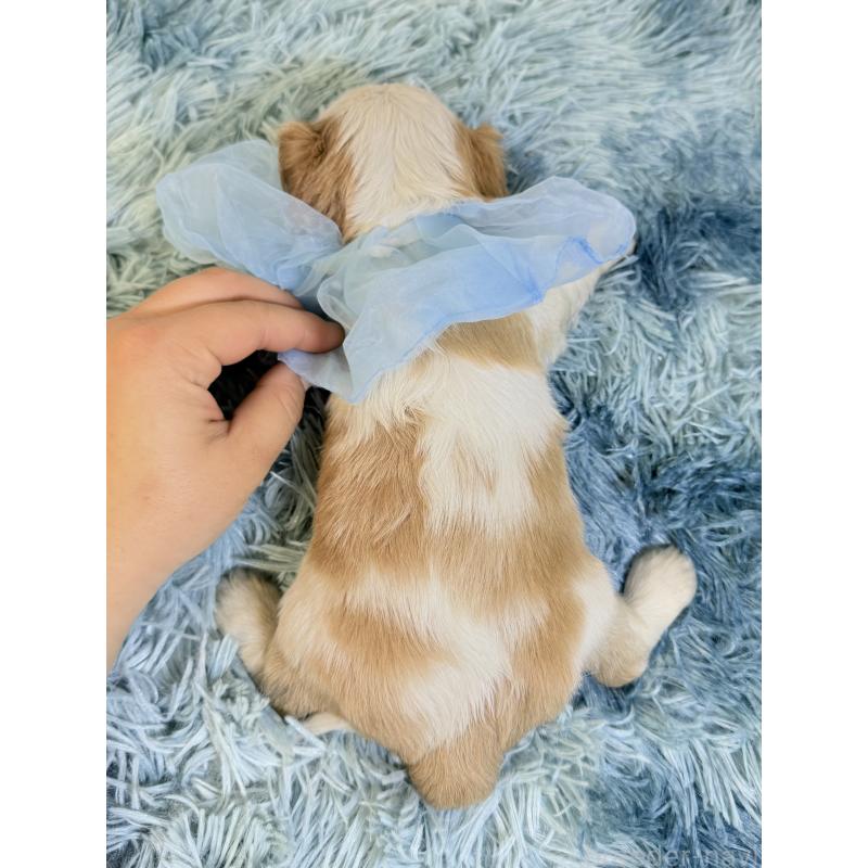 成約済の埼玉県のキャバリアキングチャールズスパニエル-429385の3枚目