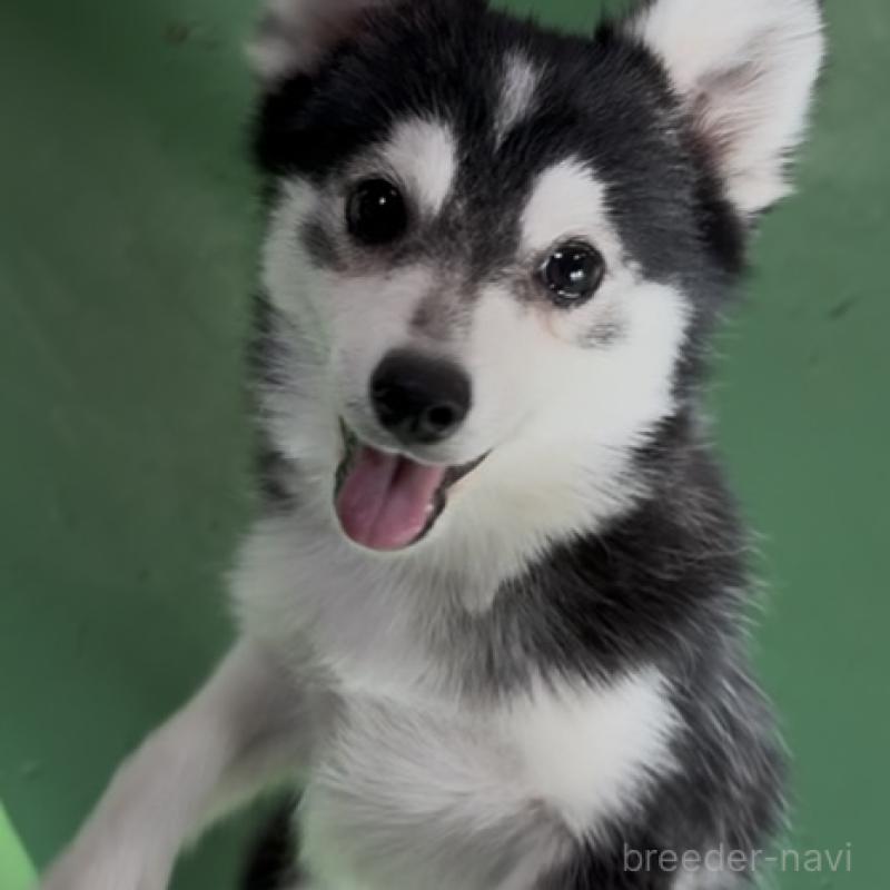 販売中の東京都のミックス犬-394991