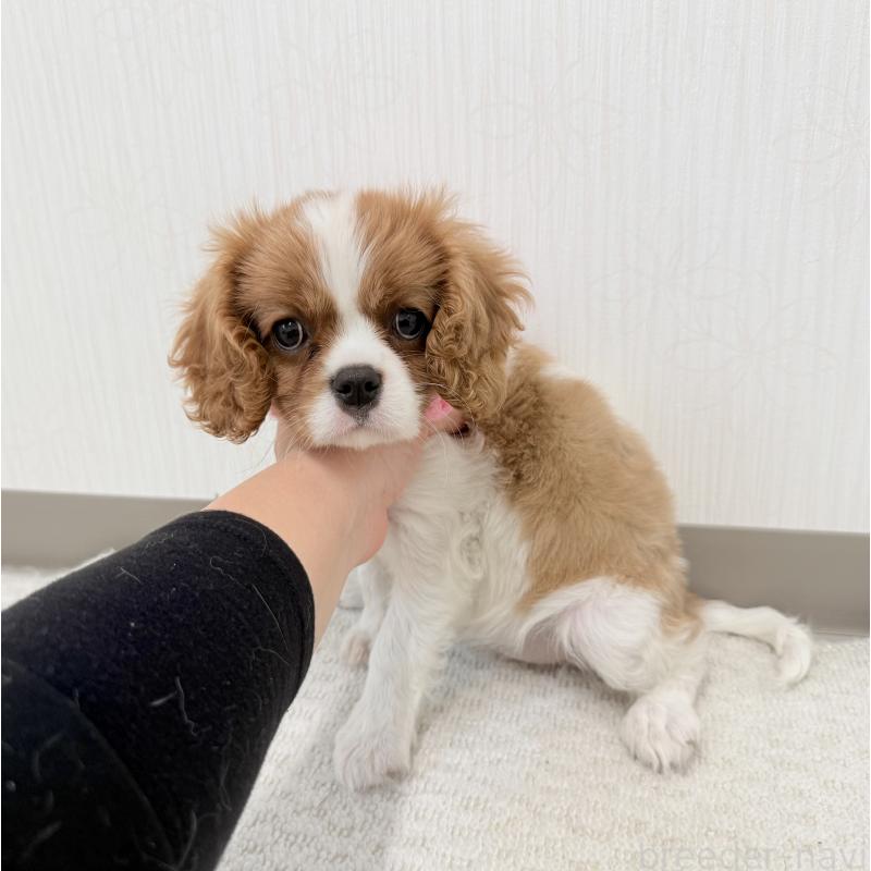 商談中の埼玉県のキャバリアキングチャールズスパニエル-423391の2枚目