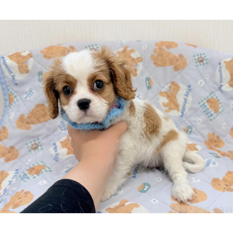 販売中の埼玉県のキャバリアキングチャールズスパニエル-423546の2枚目