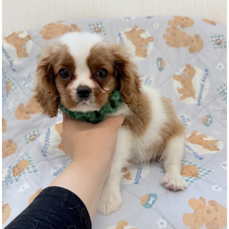 販売中の埼玉県のキャバリアキングチャールズスパニエル-423549の2枚目