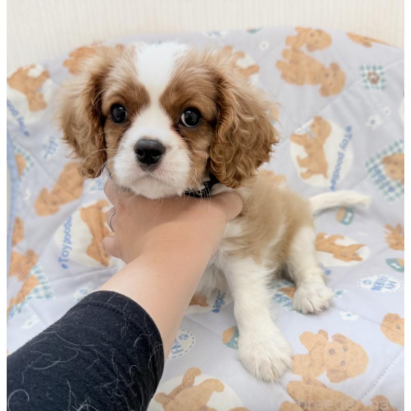販売中の埼玉県のキャバリアキングチャールズスパニエル-423552の2枚目