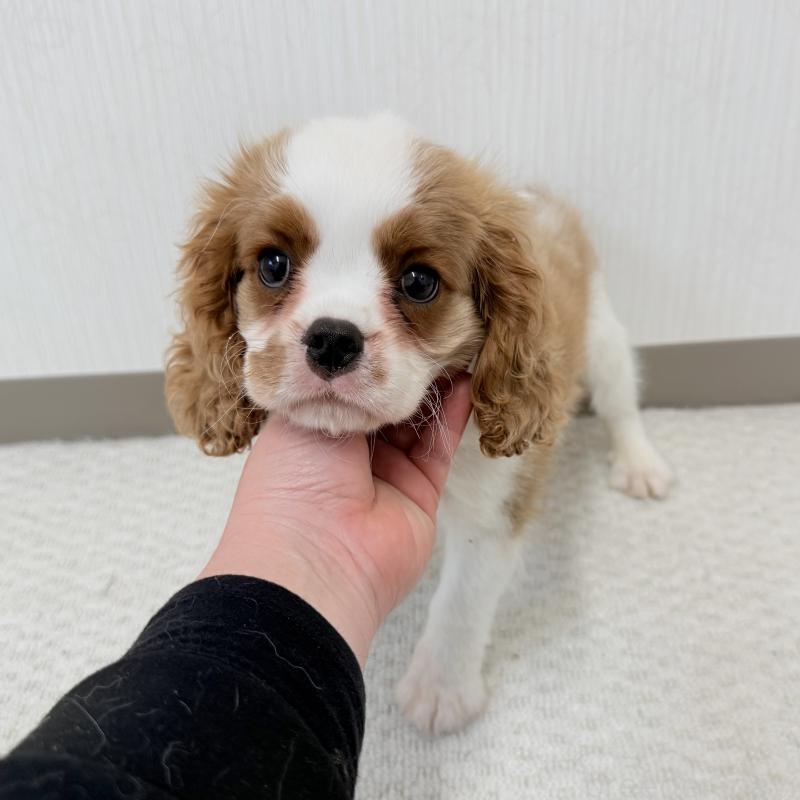 販売中の埼玉県のキャバリアキングチャールズスパニエル-421880の2枚目
