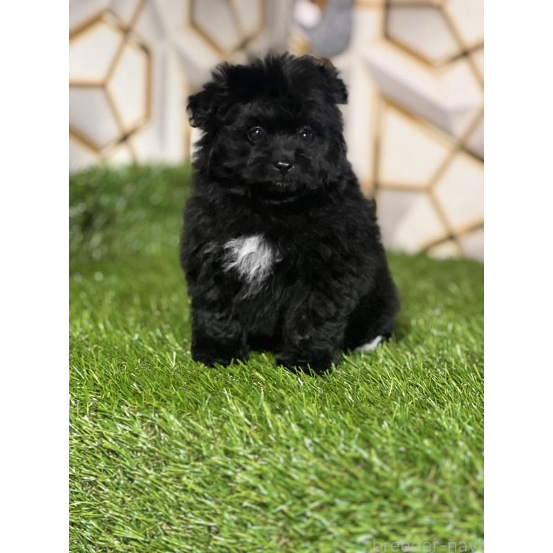 成約済の静岡県のポメプー:ポメラニアン×トイプードル-426645の6枚目