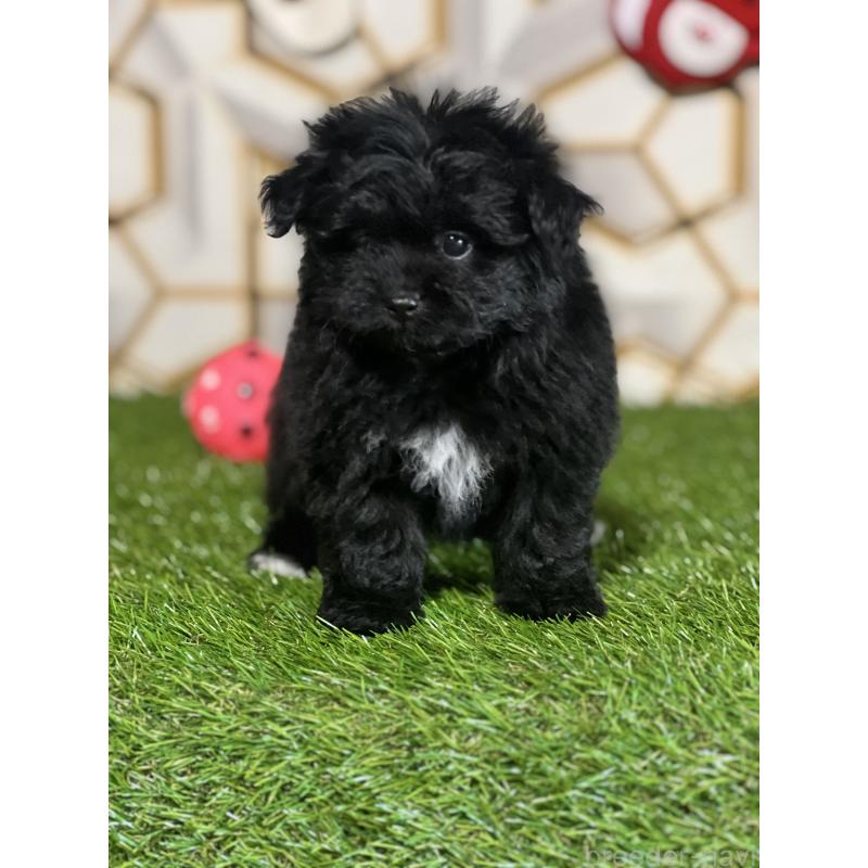 成約済の静岡県のポメプー:ポメラニアン×トイプードル-426645の5枚目