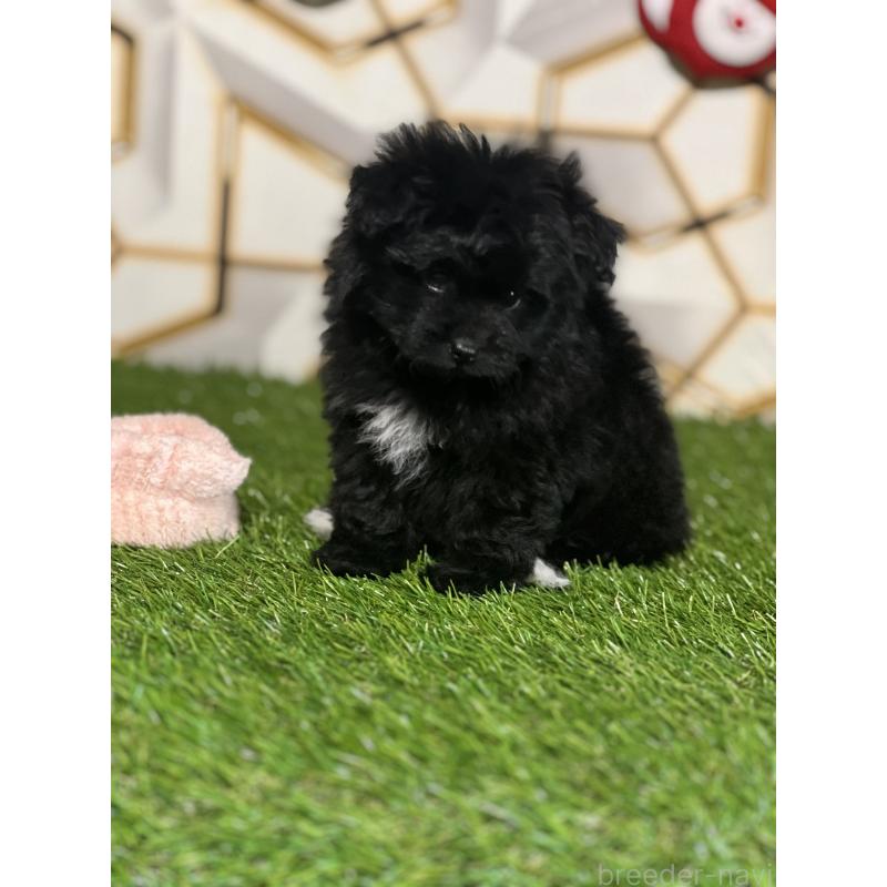 成約済の静岡県のポメプー:ポメラニアン×トイプードル-426645の3枚目