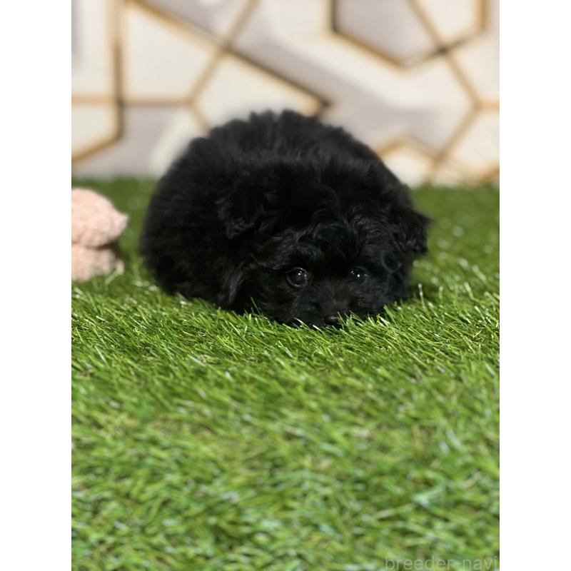 成約済の静岡県のポメプー:ポメラニアン×トイプードル-426645の2枚目