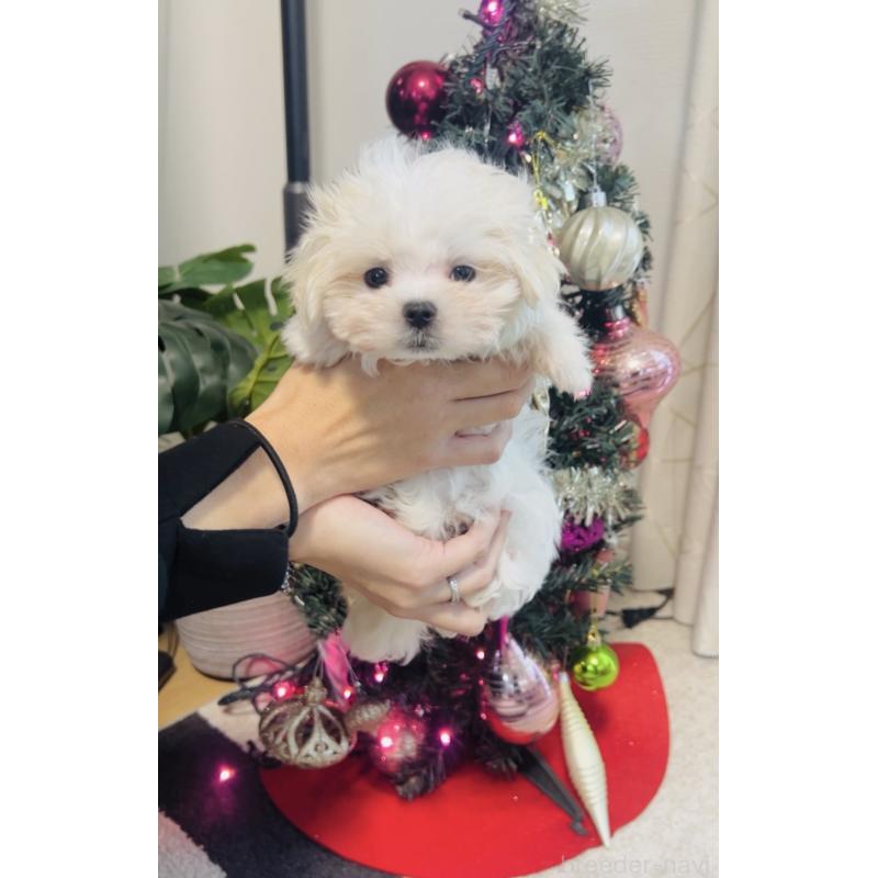 販売中の福岡県のマルチーズ-427537の6枚目