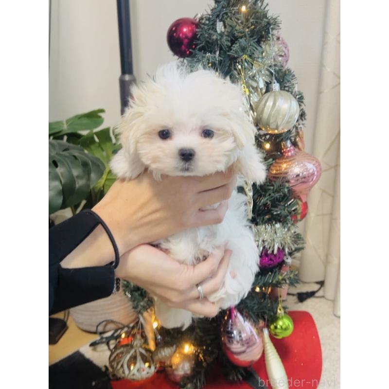 販売中の福岡県のマルチーズ-427537の3枚目