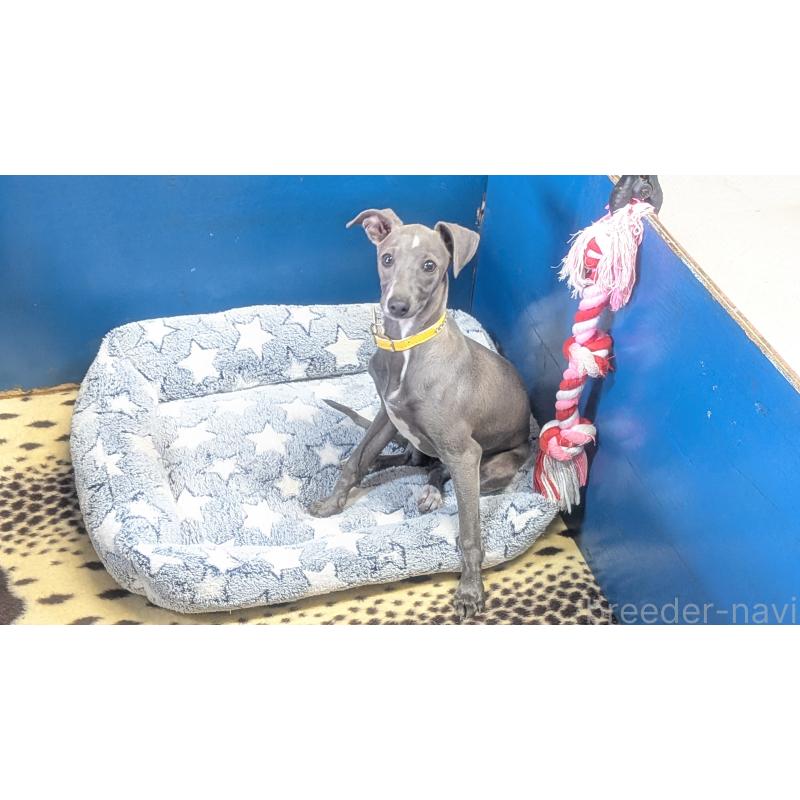 成約済の熊本県のイタリアングレーハウンド(イタグレ)-419262の6枚目